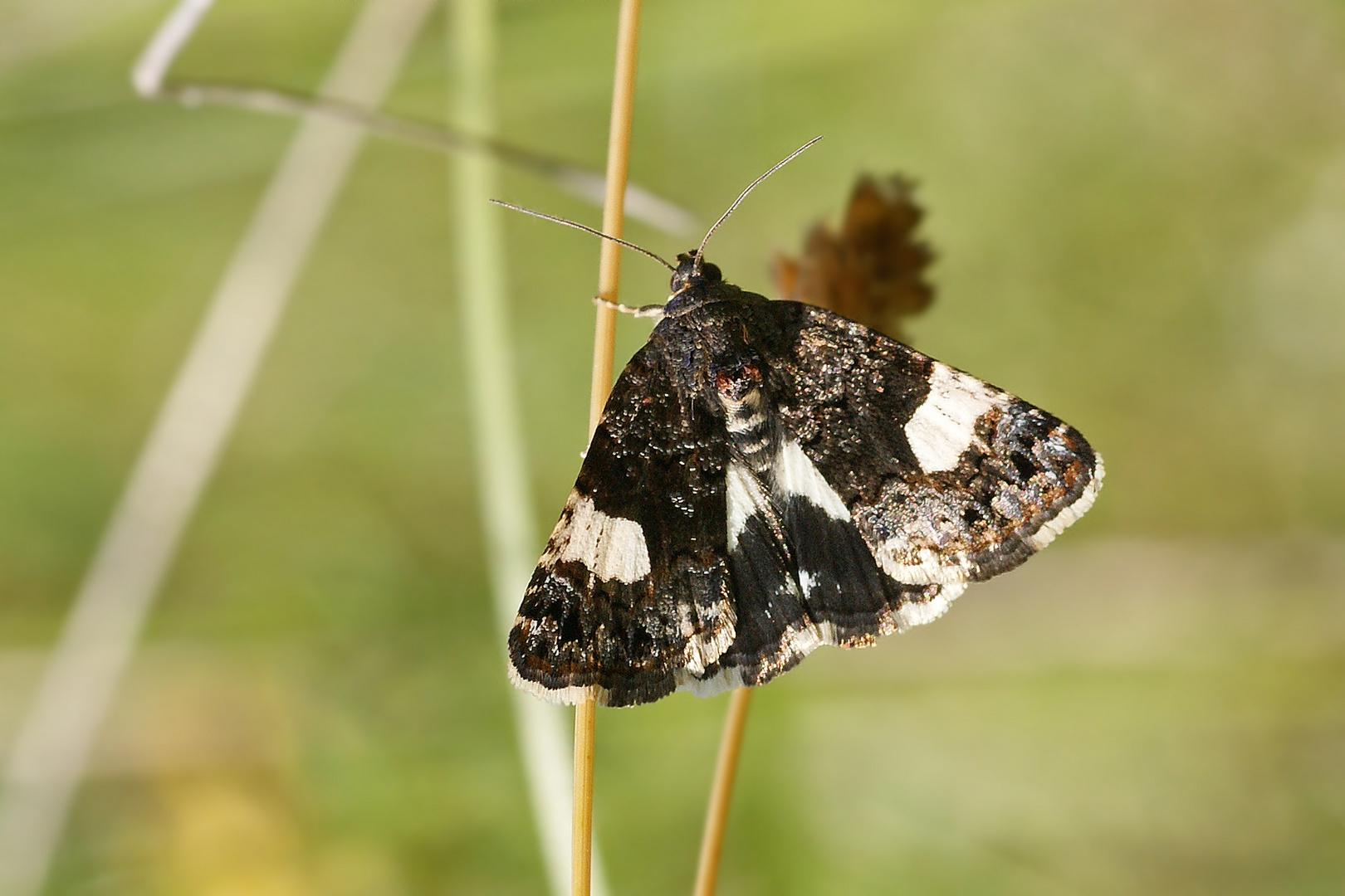 Ackerwinden-Trauereule (Tyta luctuosa)