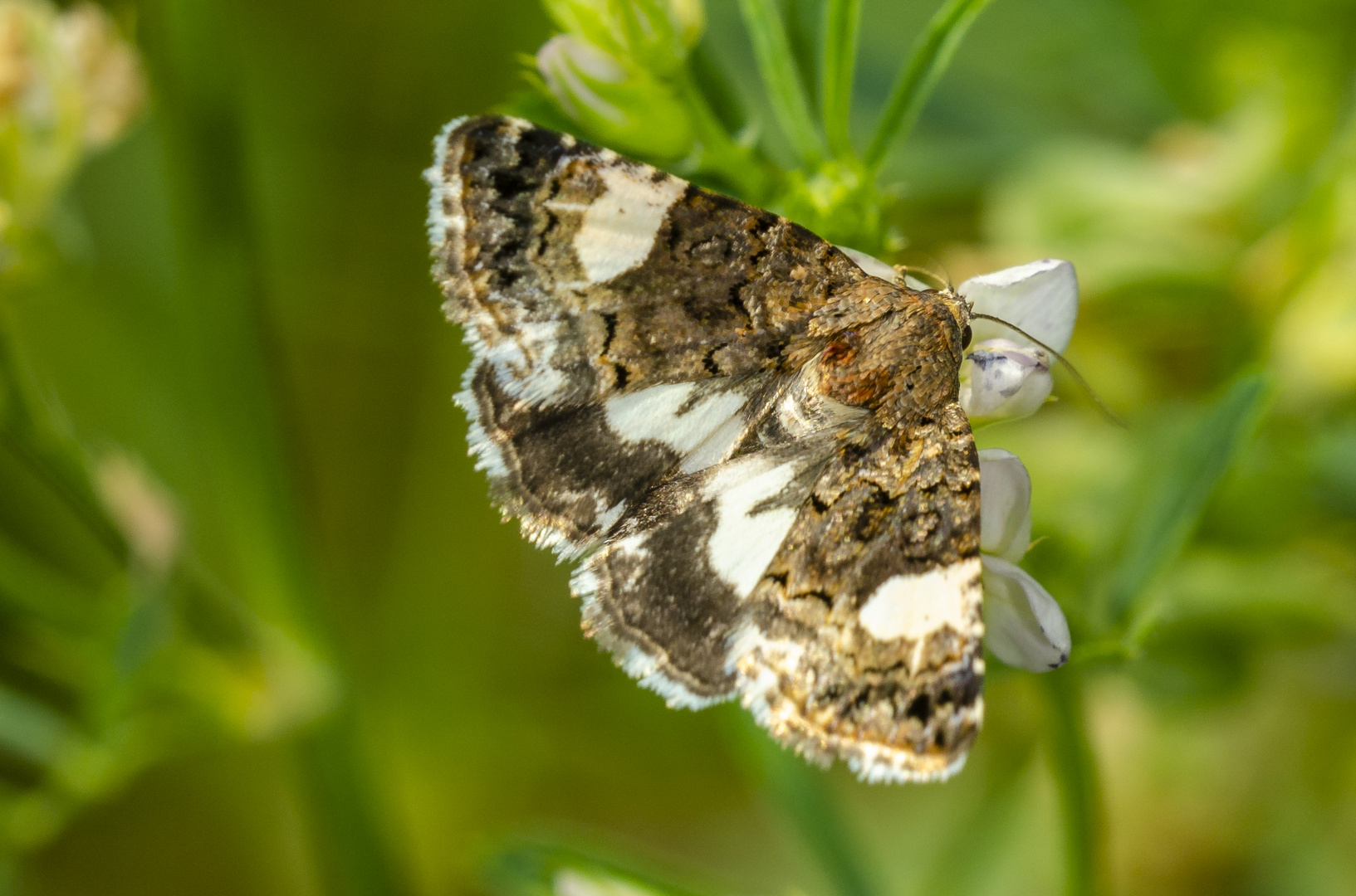 Ackerwinden-Trauereule (Tyta luctuosa)