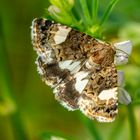 Ackerwinden-Trauereule (Tyta luctuosa)