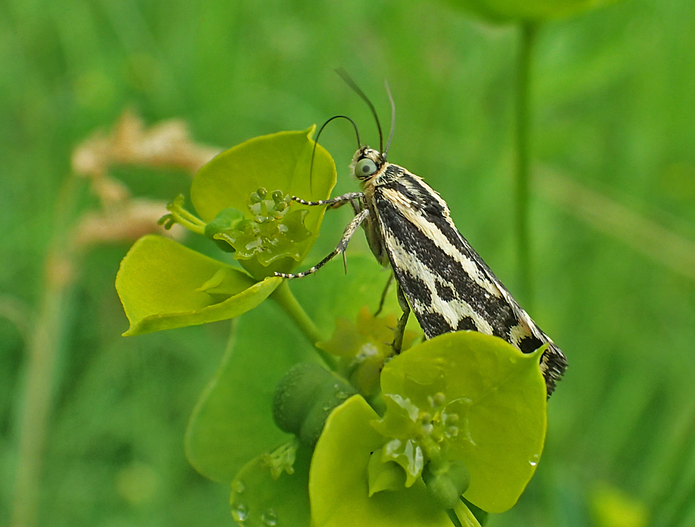 Ackerwindeneulchen