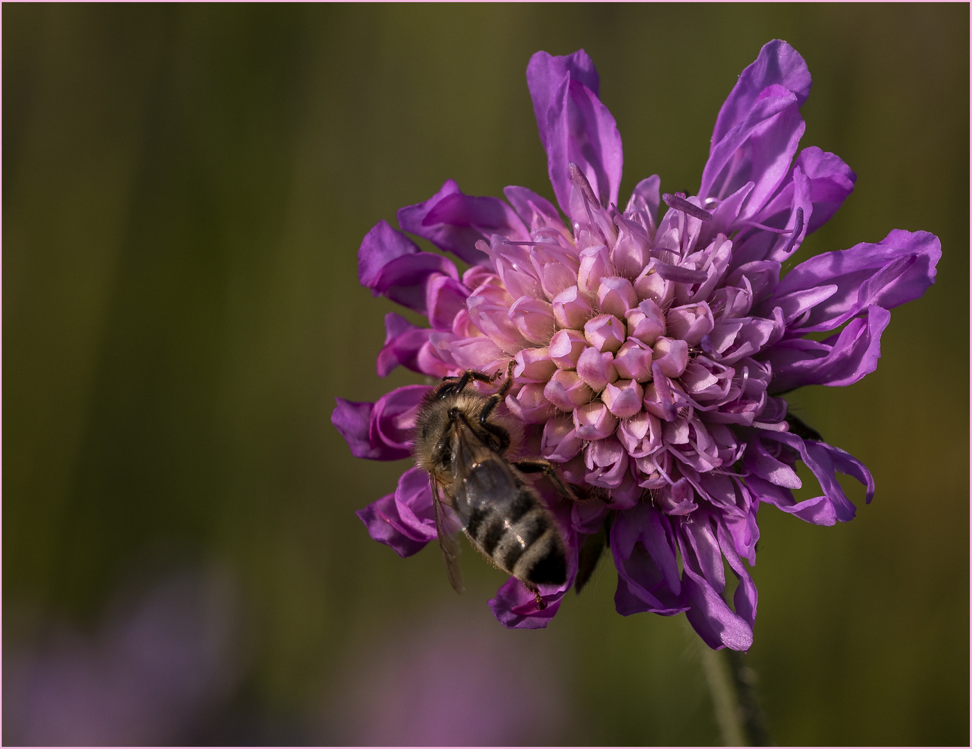 Ackerwitwenblume mit Biene