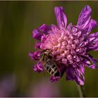 Ackerwitwenblume mit Biene