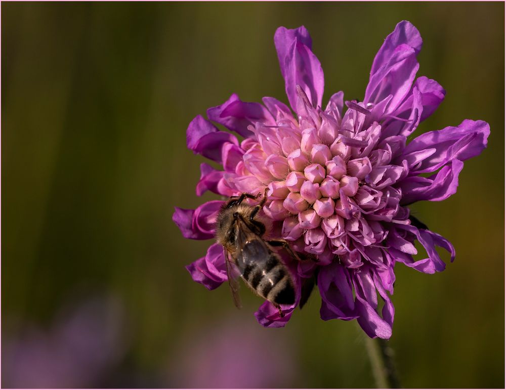 Ackerwitwenblume mit Biene