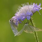 Ackerwitwenblume: Nahrung für zwei Hartheu-Spanner