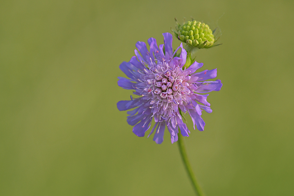 Ackerwitwenblume: Überzeugend in zartlila