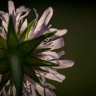 Ackerwitwenblume vor der untergehenden Sonne