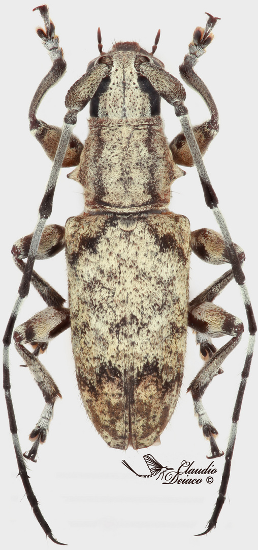 Acmocera conjux Thomson, 1858