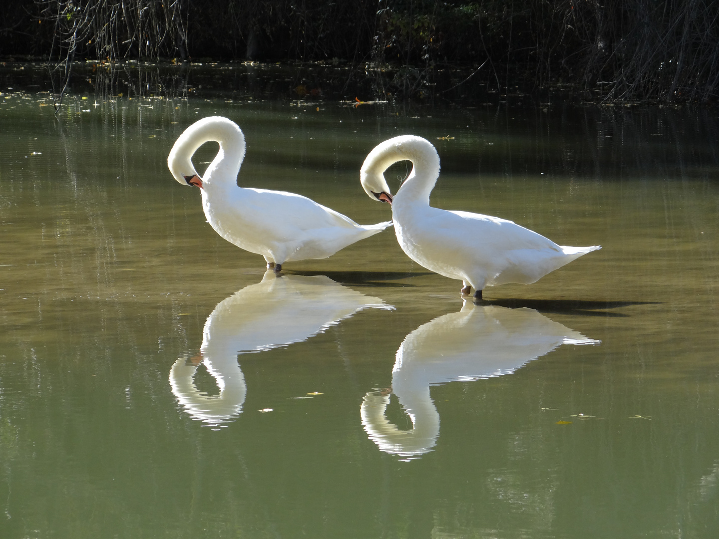 Acompasados