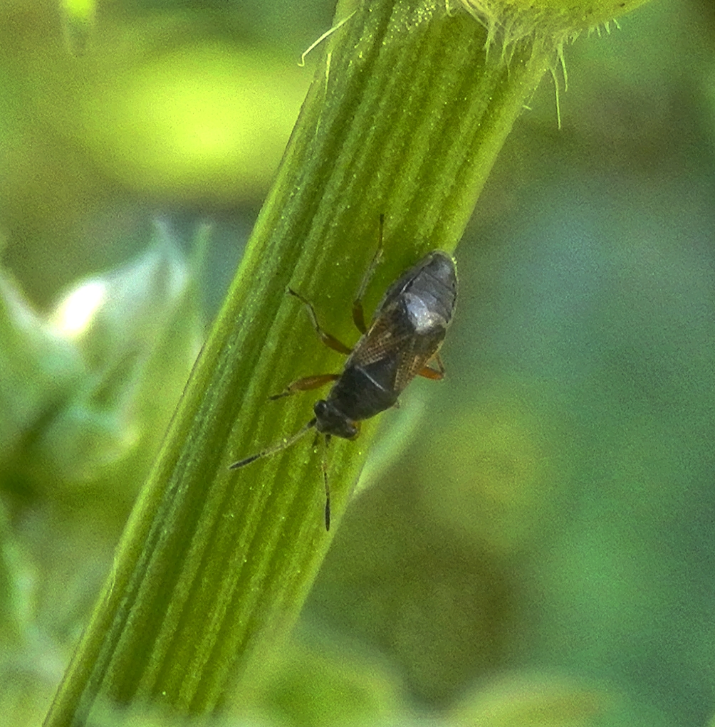 Acompus rufipes