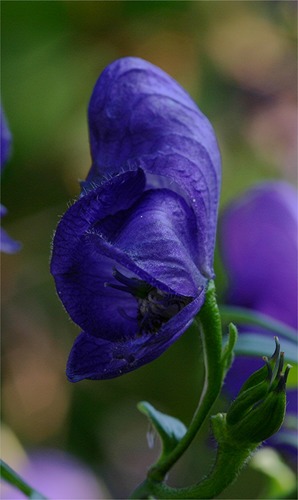 Aconitum