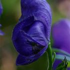 Aconitum