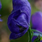 Aconitum