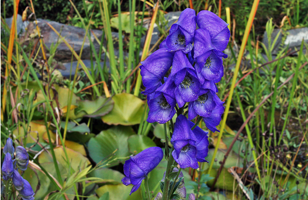 Aconitum napellis - Blauer Eisenhut  bei uns im Alpinum