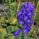 Aconitum napellis - Blauer Eisenhut  bei uns im Alpinum