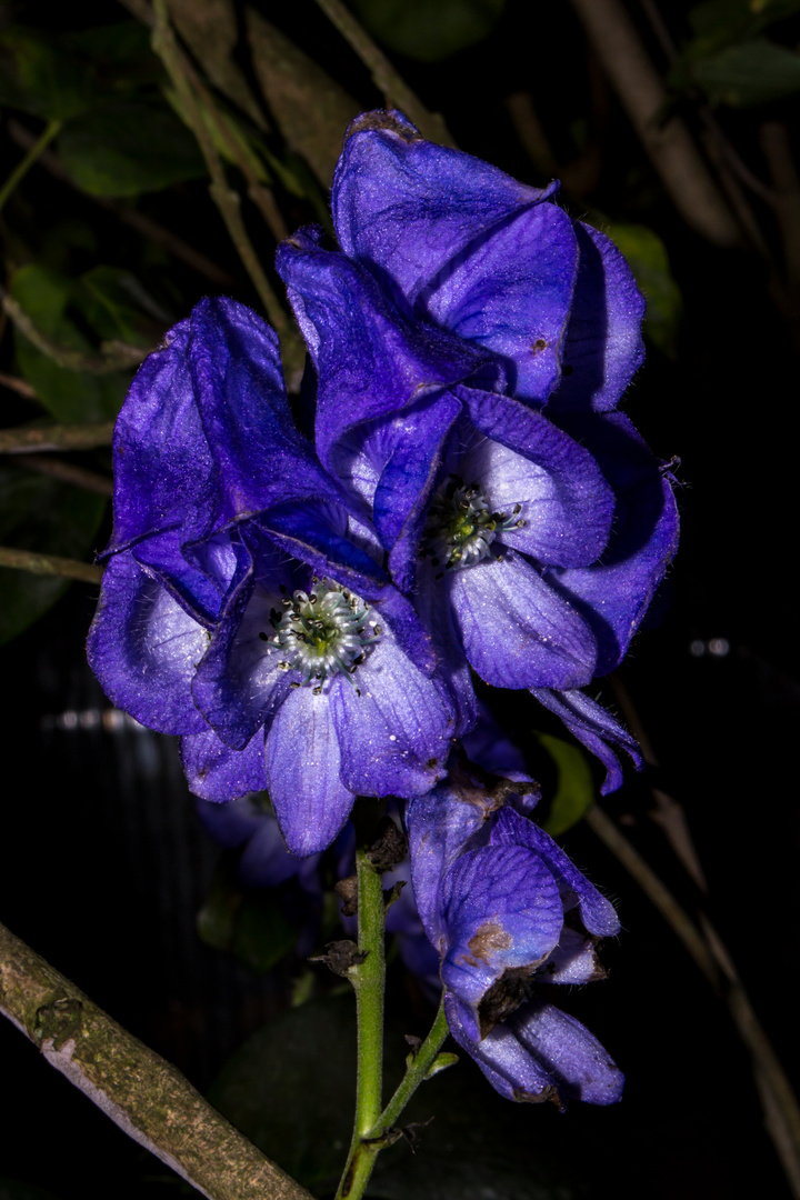 Aconitum napellus