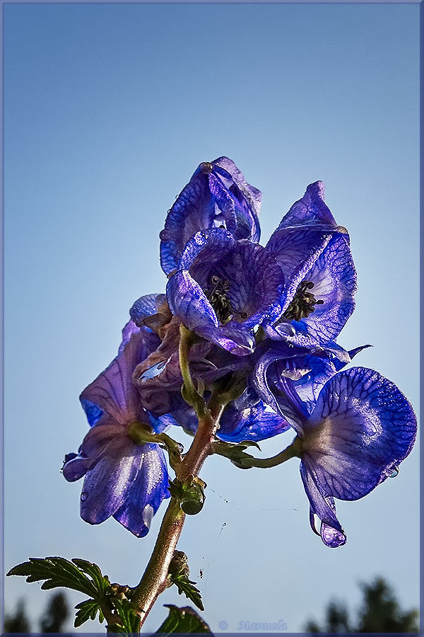 Aconitum napellus