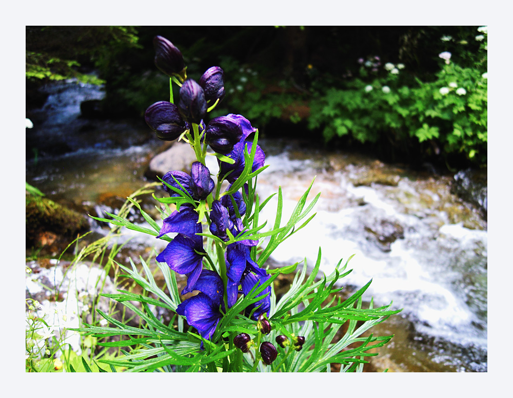 Aconitum napellus