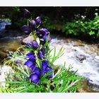 Aconitum napellus