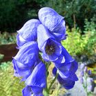 Aconitum napellus - Blauer Eisenhut , tötlich giftig !!