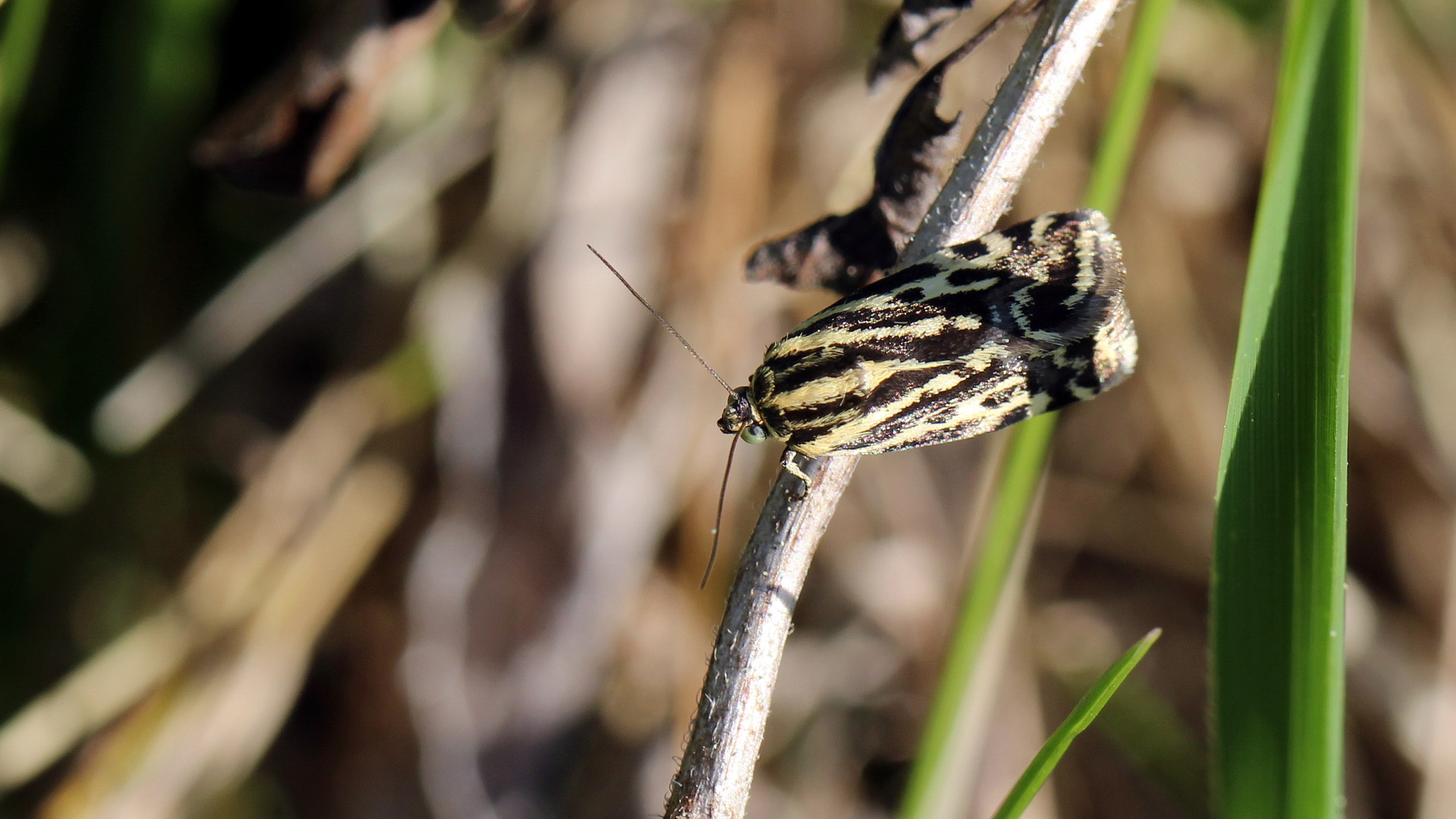 Acontia trabealis