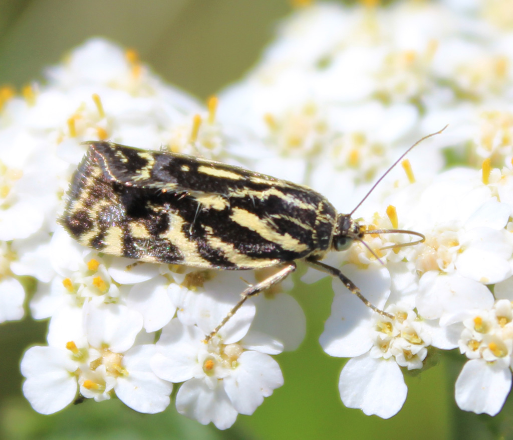 Acontia trabealis  - Ackerwinden Bunteulchen 