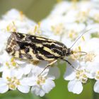 Acontia trabealis  - Ackerwinden Bunteulchen 