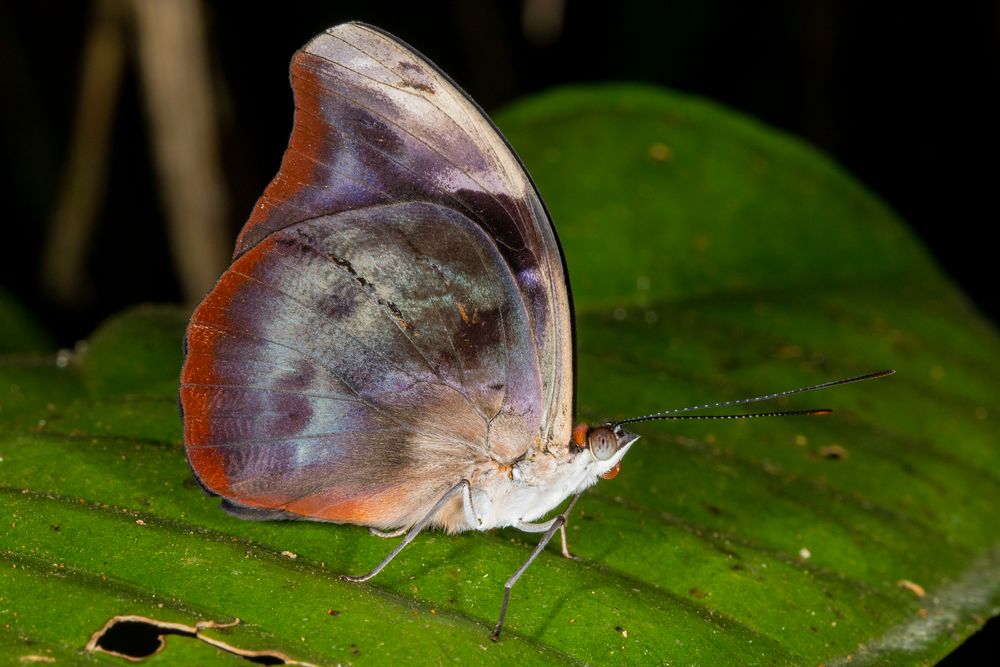 Acontius Firewing (Catonephele acontius acontius)