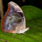 Acontius Firewing (Catonephele acontius acontius)