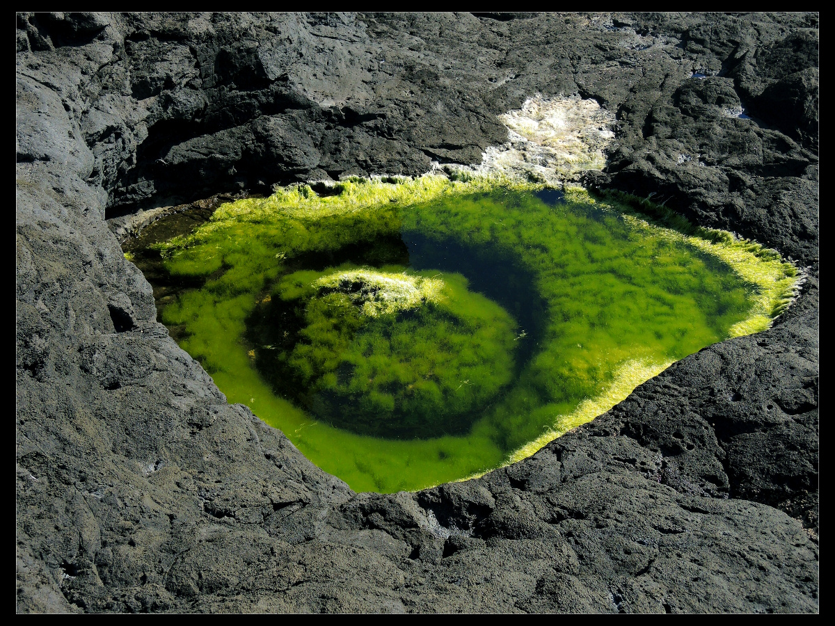 Acores 2014 - Auge der Lava