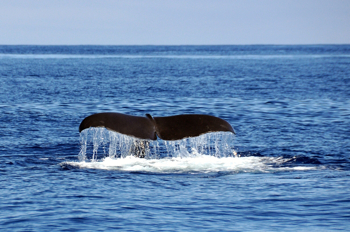 Acores 2014 - Whale