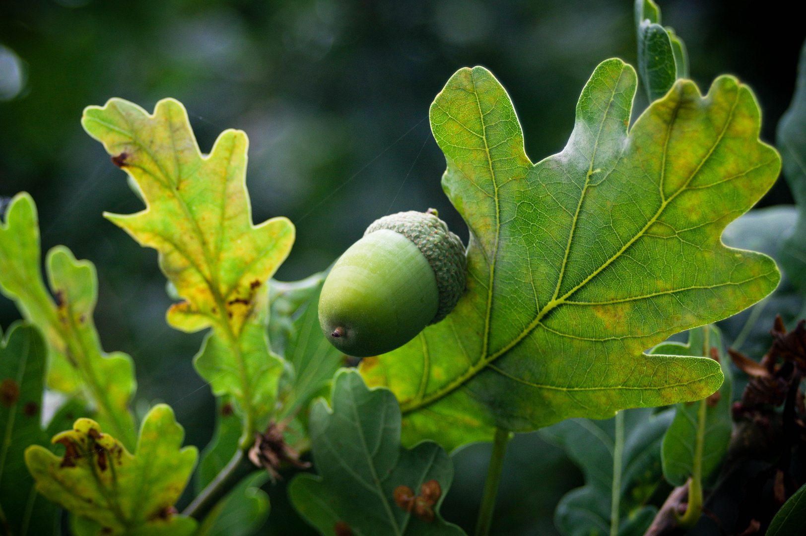 Acorn