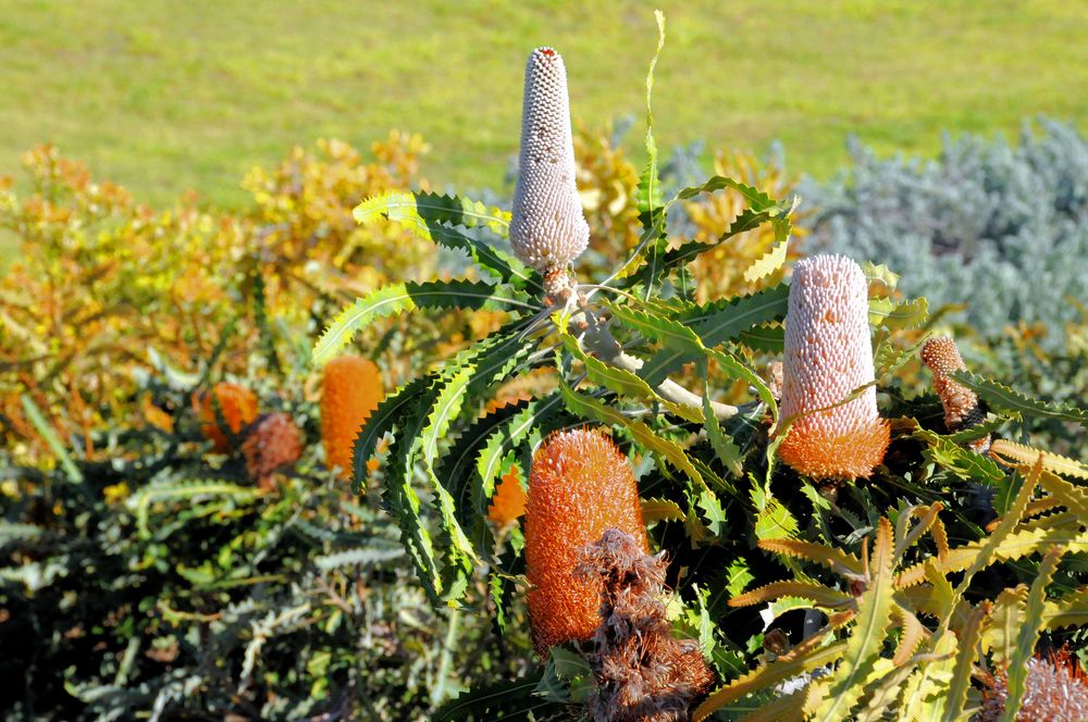 Acorn Banksia