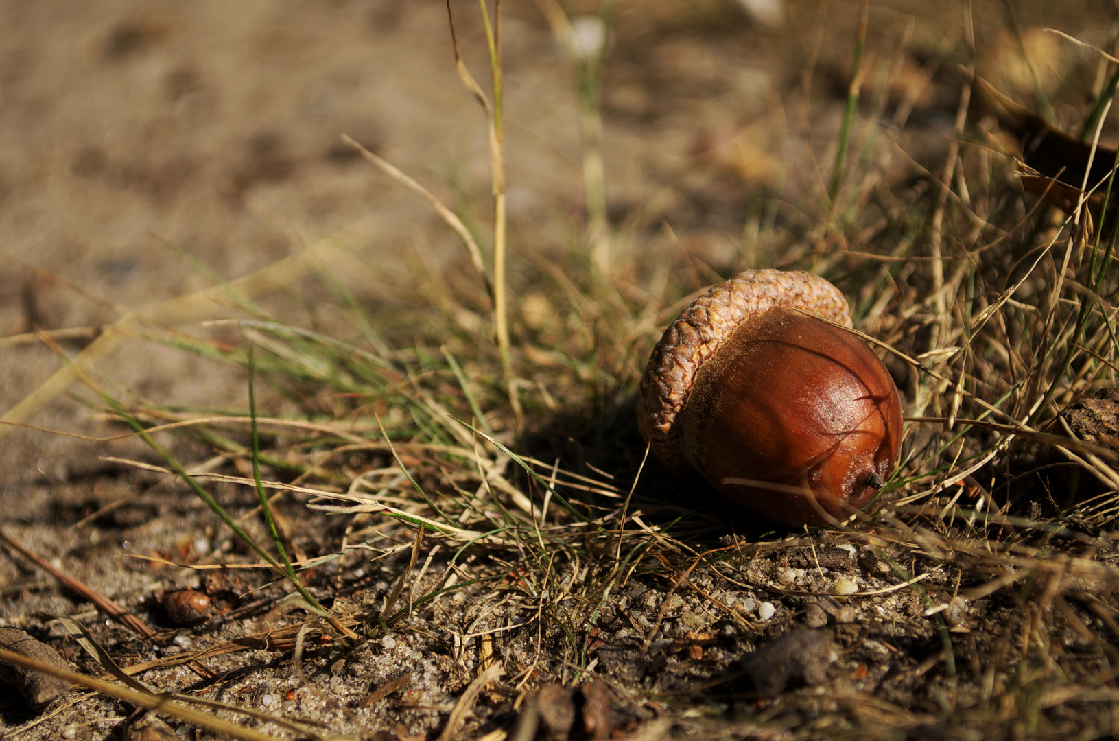 Acorn in Autumn