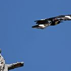 Acorn Woodpecker