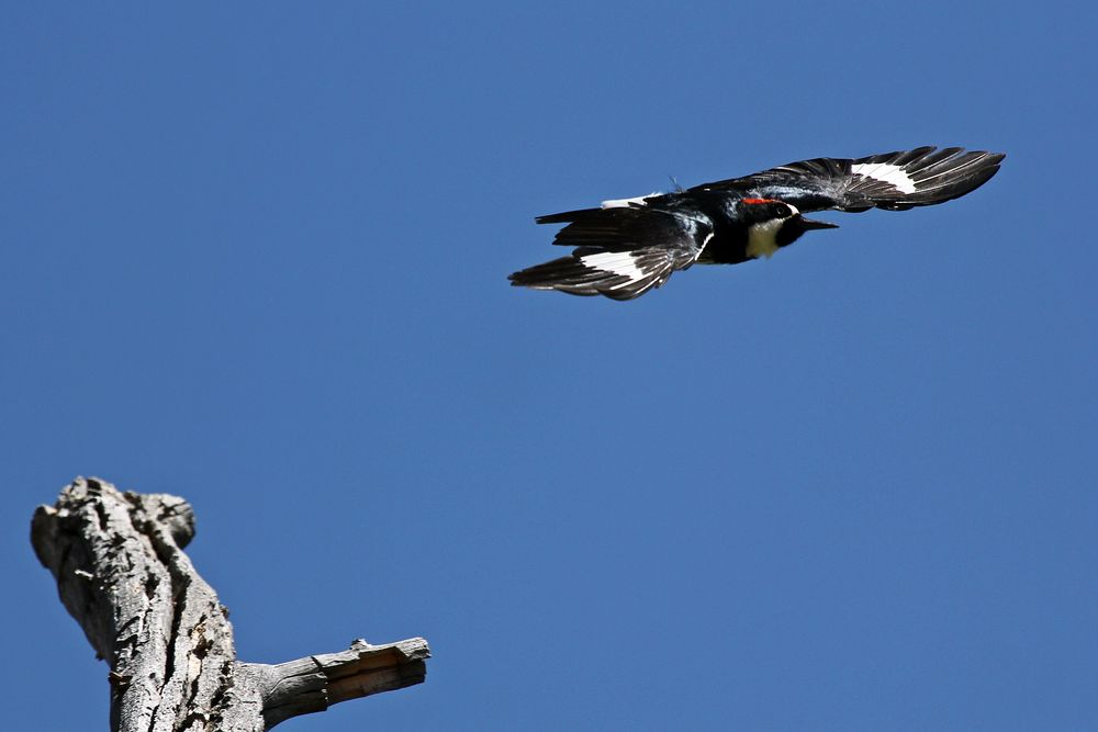 Acorn Woodpecker