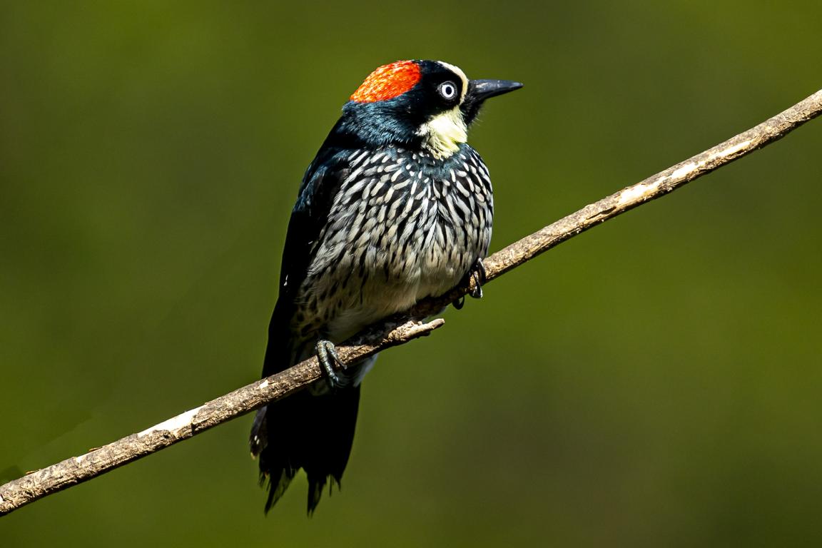 Acorn Woodpecker