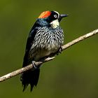 Acorn Woodpecker