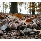 Acorns...