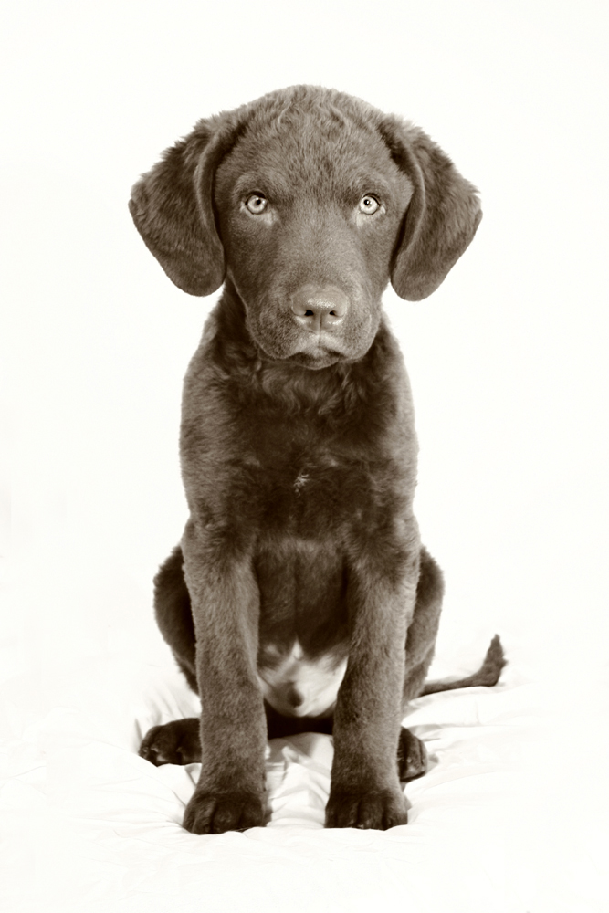 Acoustic Fighters (Chesapeake Bay Retriever) 12 Wochen