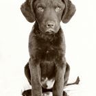 Acoustic Fighters (Chesapeake Bay Retriever) 12 Wochen