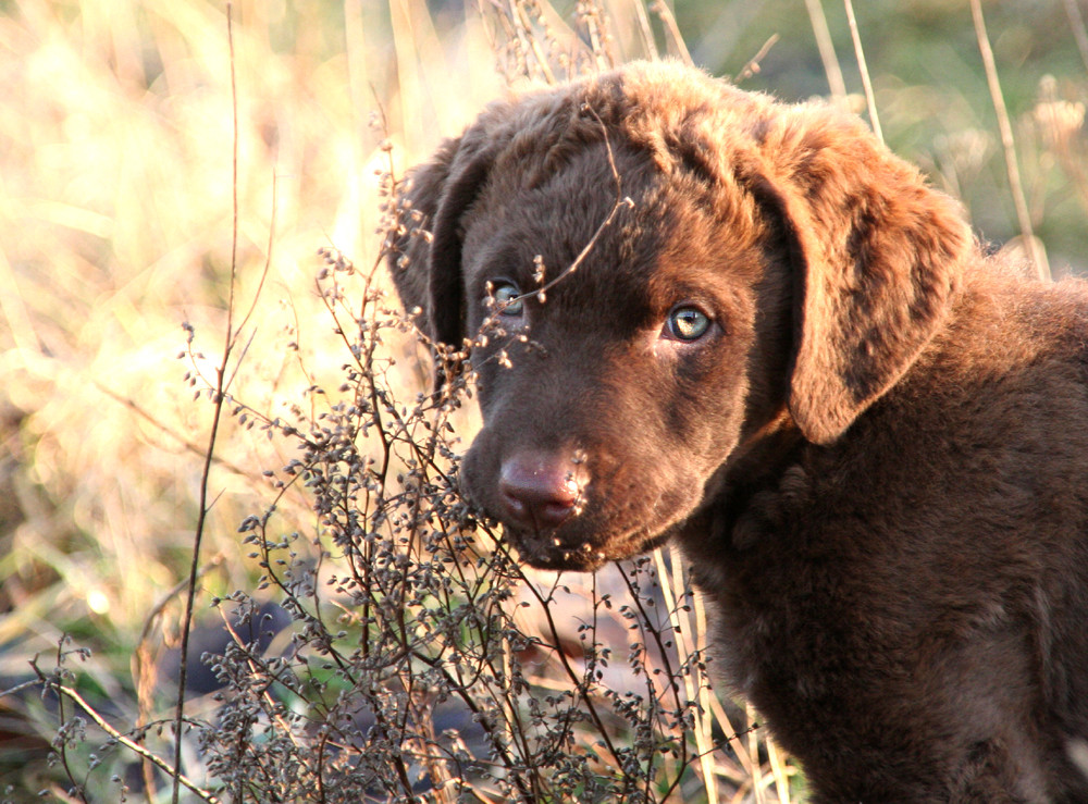 Acoustic Fighters Chesapeake Bay Retriever