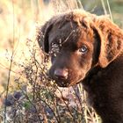 Acoustic Fighters Chesapeake Bay Retriever