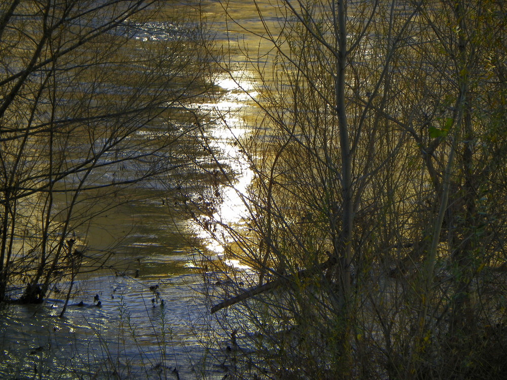 acqua d'arno