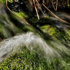 Acqua di bosco