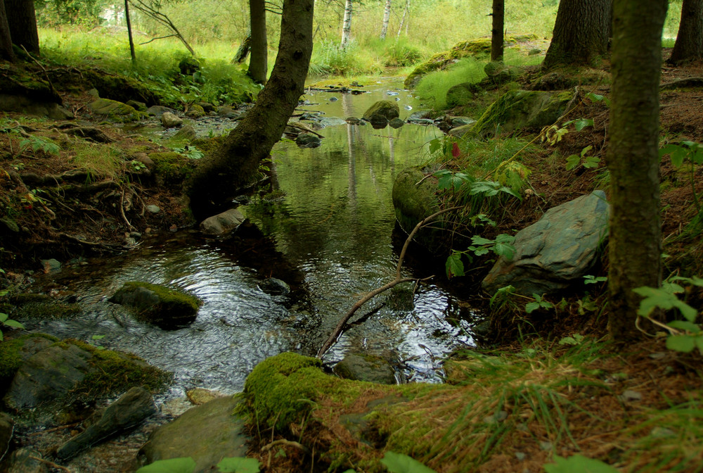 Acqua di sorgente tra muschi e licheni