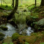 Acqua di sorgente tra muschi e licheni