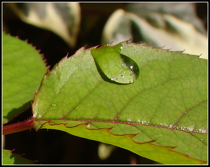 Acqua I