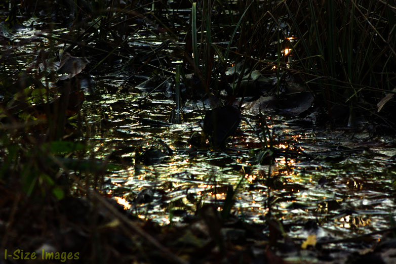 Acqua nel bosco