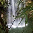 Acqua nella foresta