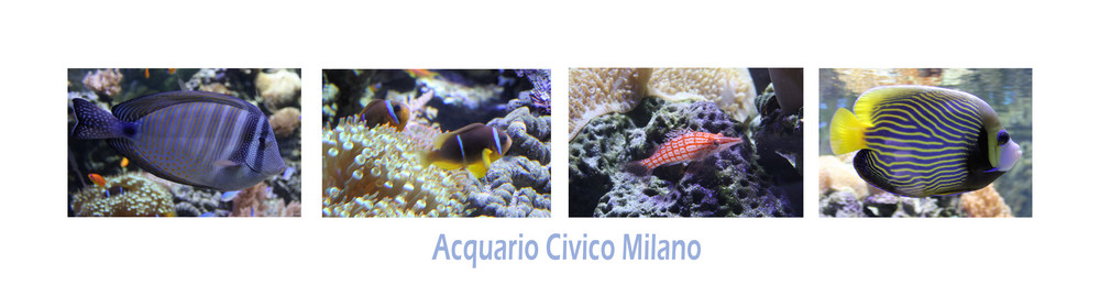 Acquario Civico Milano